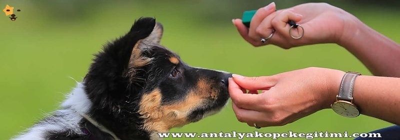 antalya köpek eğitimi