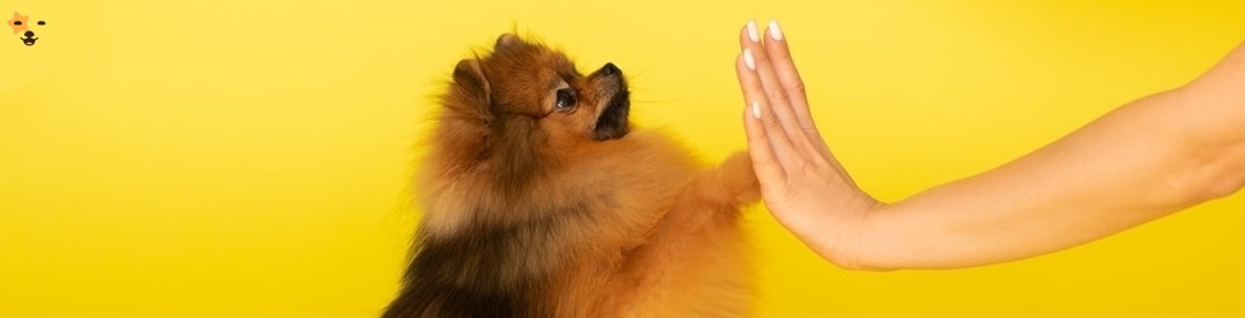 antalya köpek eğitimi